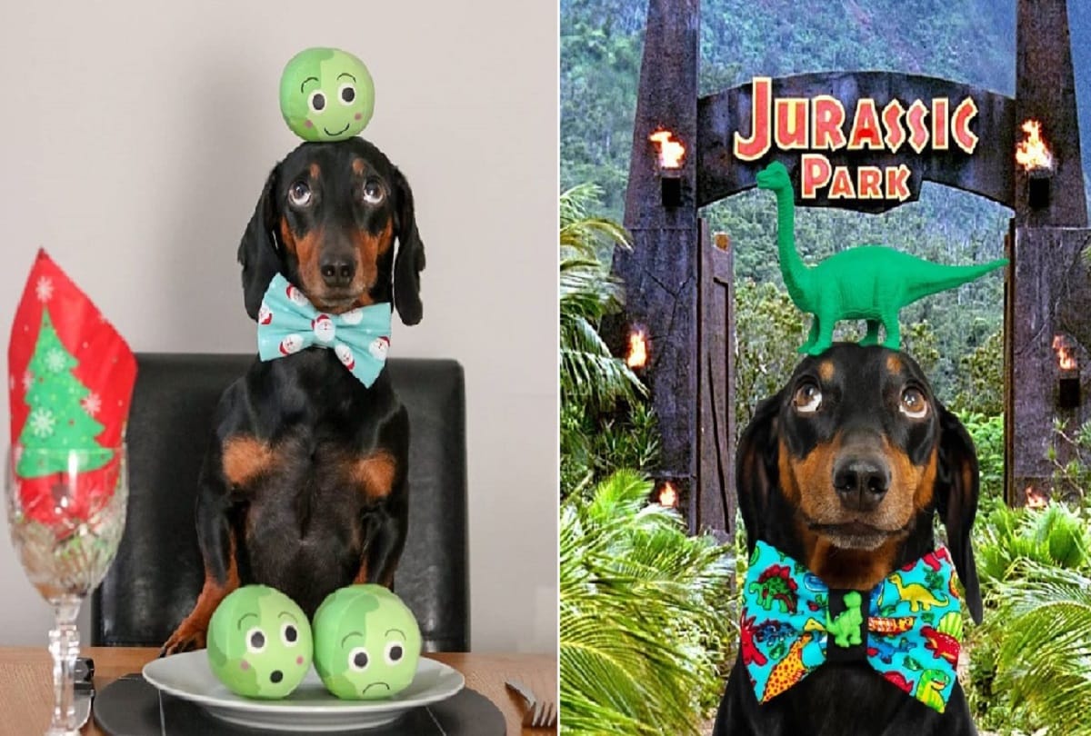 Unique dog who can balance anything on his head video viral