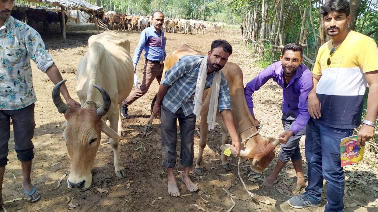Bijnor: destitute cows are getting support from cow lovers