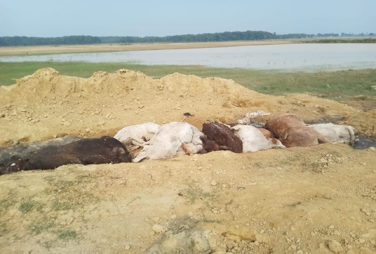 Dozen animals died after consuming poisonous substances