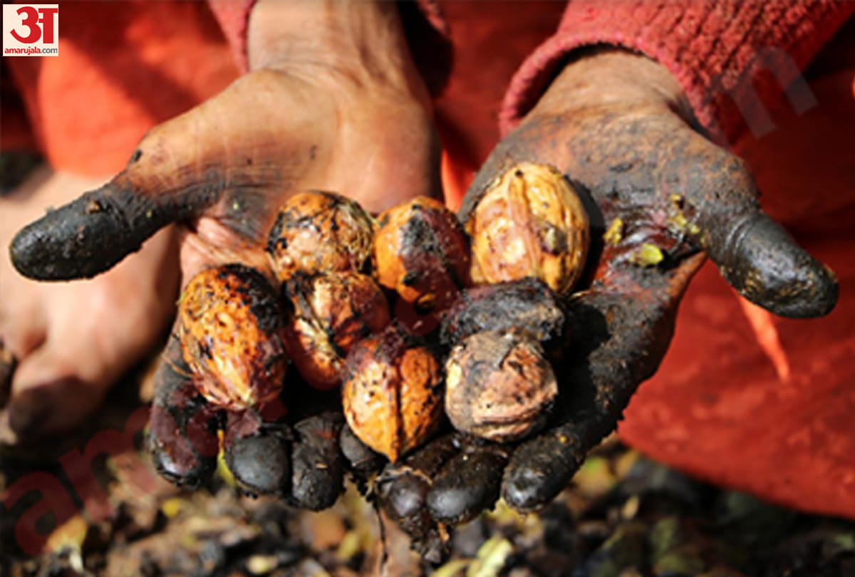 ninety percent of kashmiri walnut to get exported within country and abroad