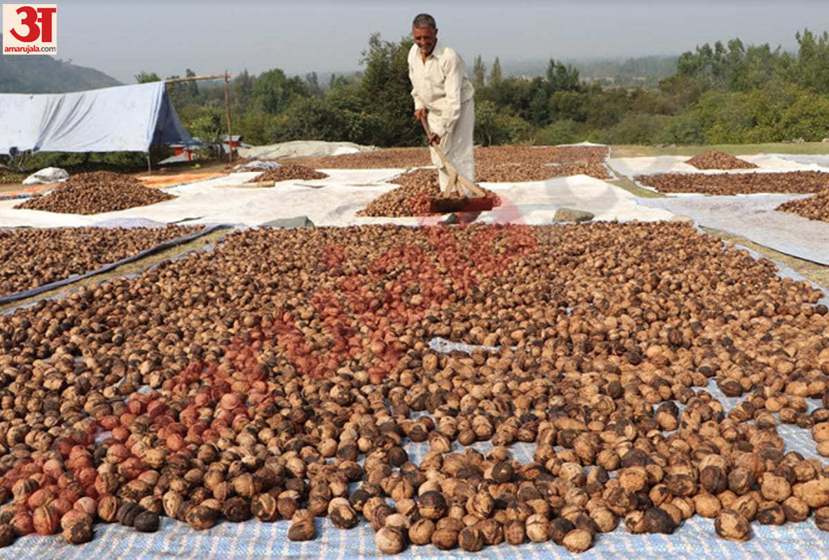 ninety percent of kashmiri walnut to get exported within country and abroad