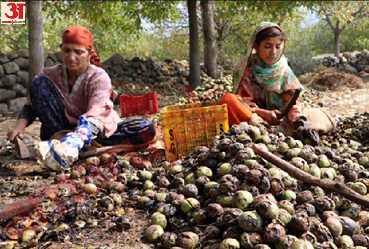 ninety percent of kashmiri walnut to get exported within country and abroad