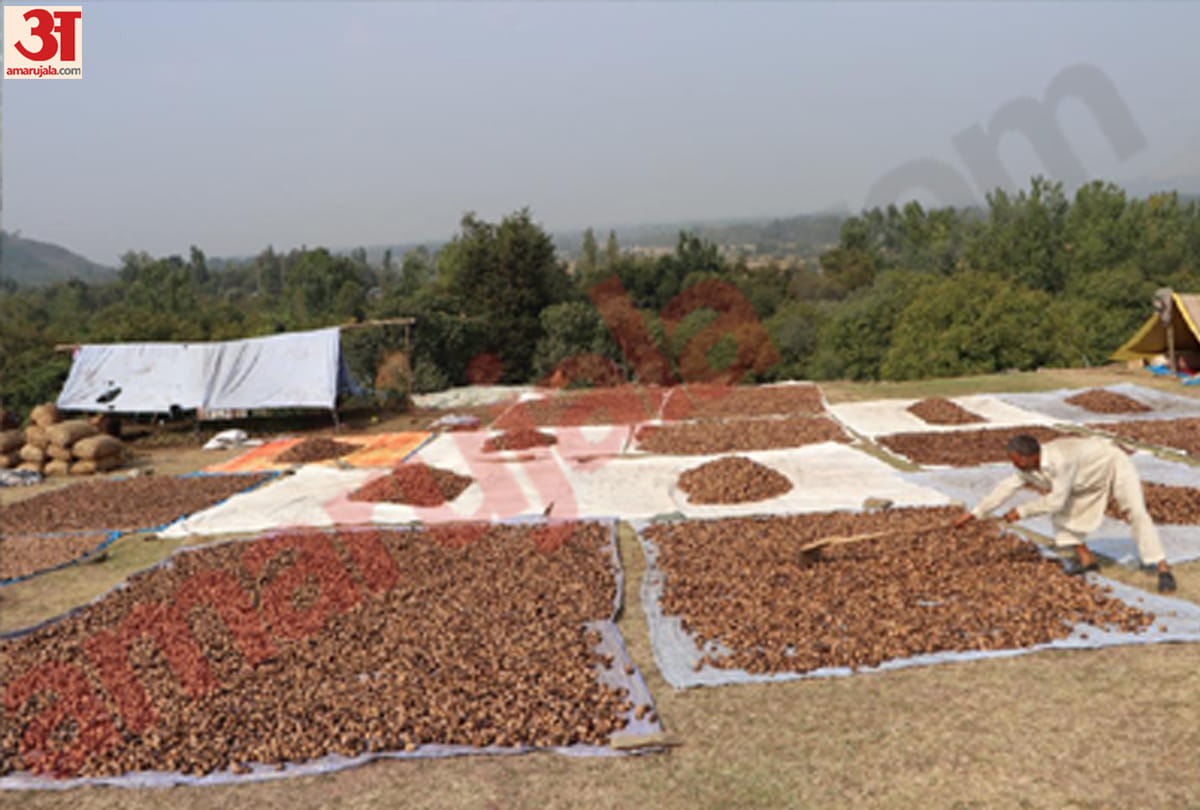 ninety percent of kashmiri walnut to get exported within country and abroad