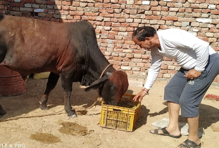 Gold swallowed by bull In Haryana