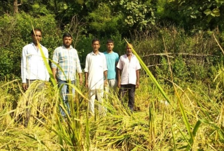 elephants created uproar In Khizrabad