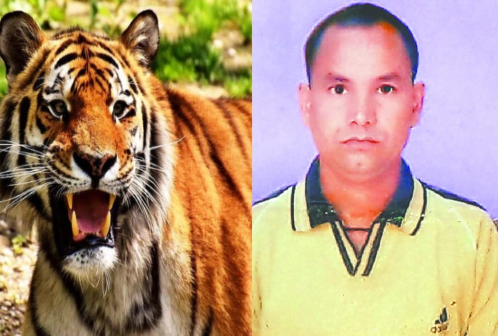 Tiger Attack on forest guard and killed come back After Five Hours in kotdwar