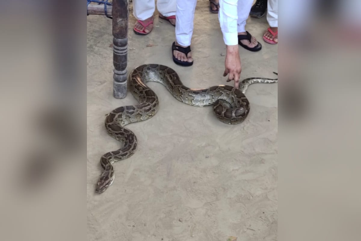 Peoples see python snake on the road in Baghpat district