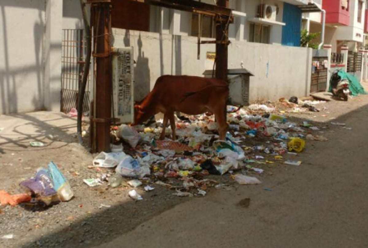 Doctors remove 52 kg plastic from cow stomach in Tamilnadu