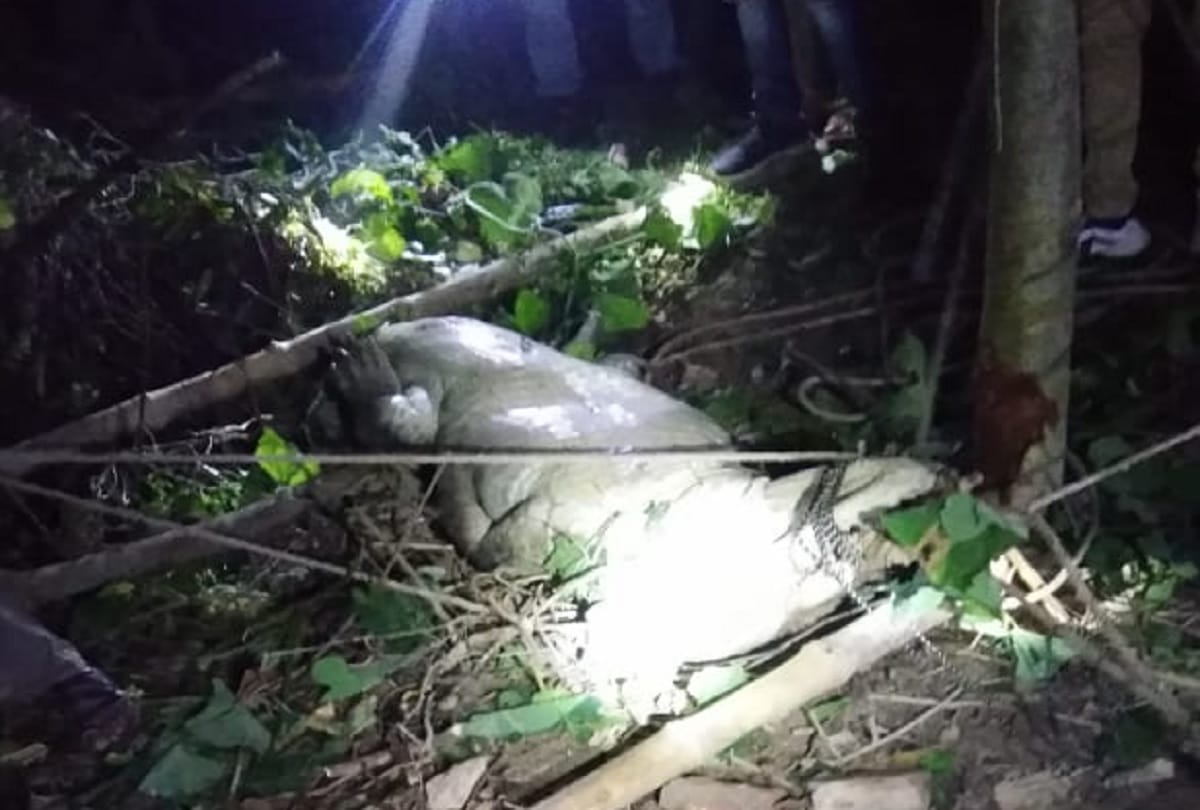 Crocodile reached gourd field at night in Maharajganj