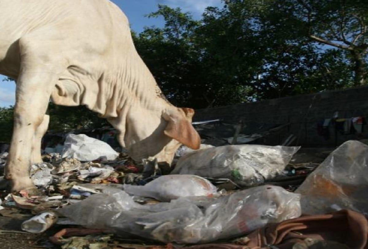 Doctors remove 52 kg plastic from cow stomach in Tamilnadu