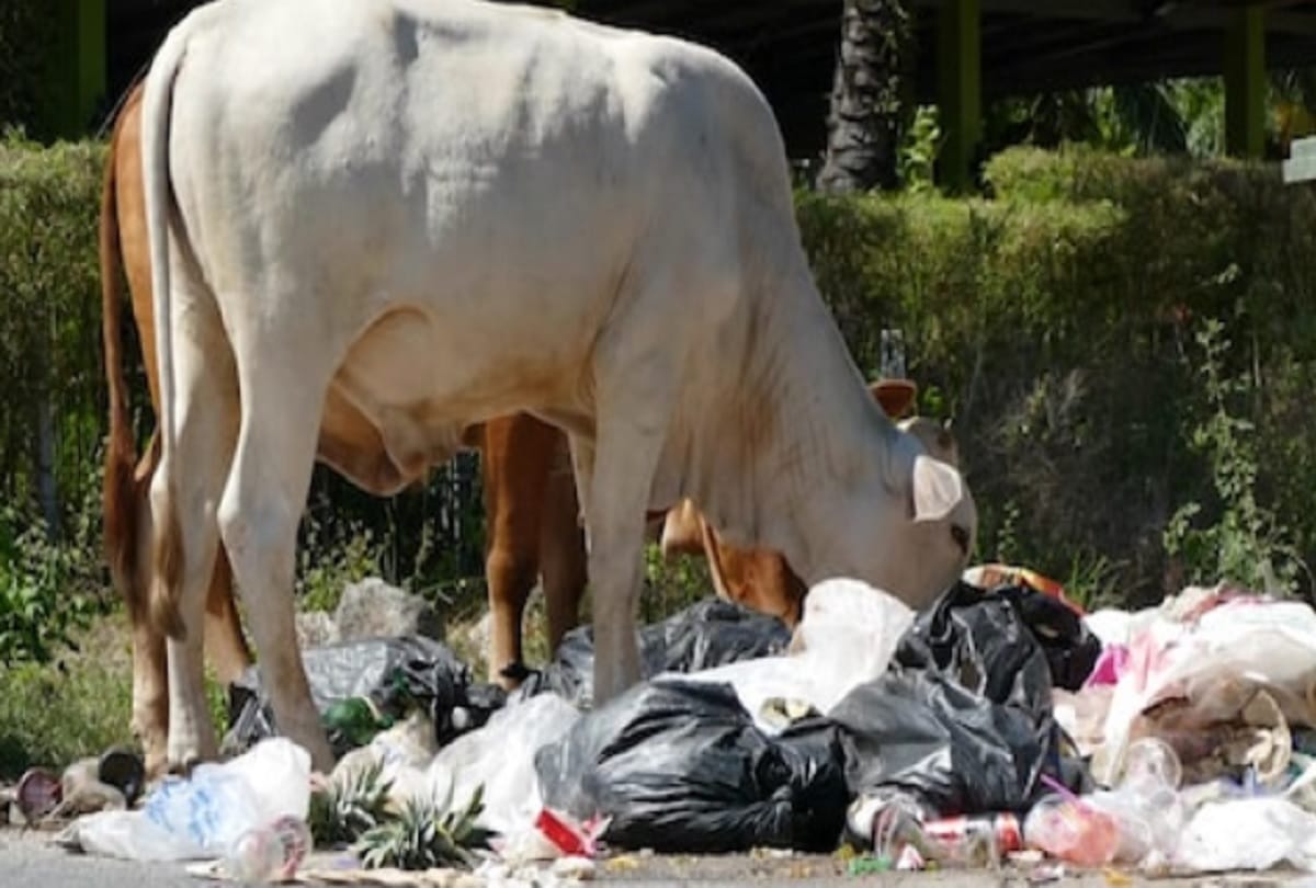 Doctors remove 52 kg plastic from cow stomach in Tamilnadu