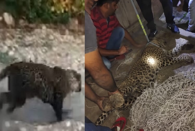 Leopard rescued in Ambala City Of Haryana