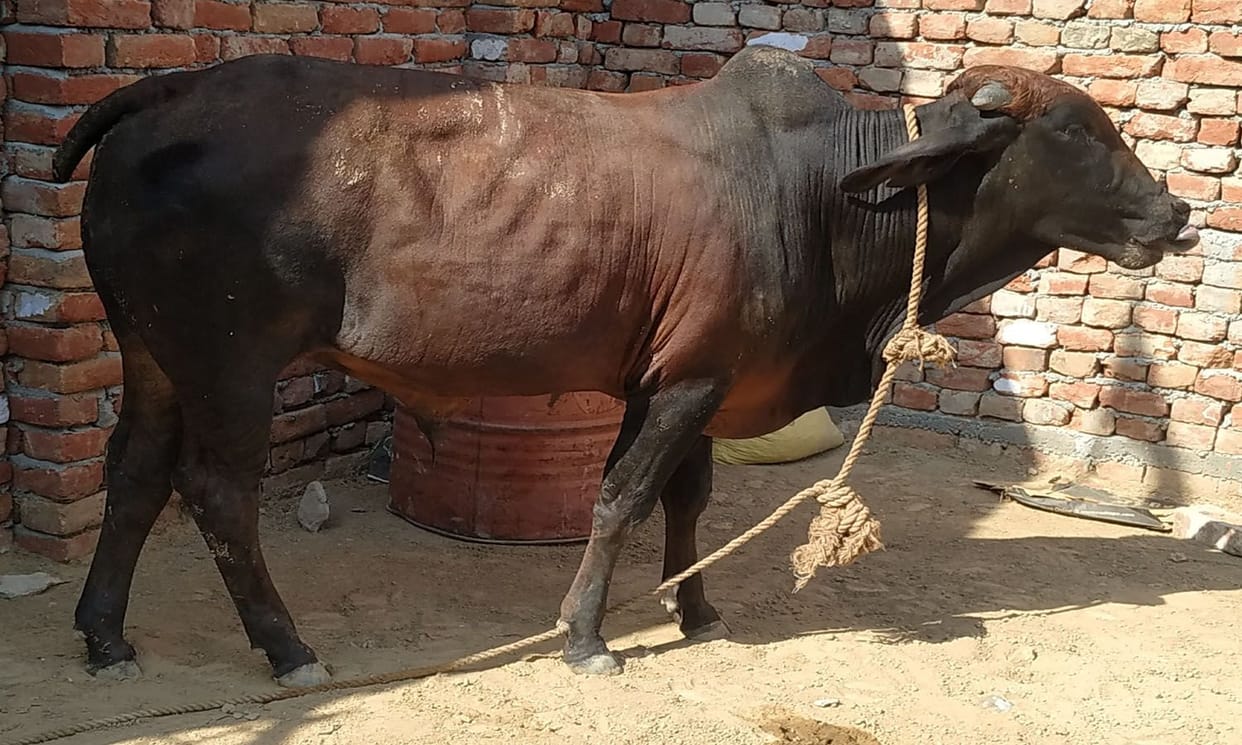 gold jewelery did not come out with cow dung on the second day as well