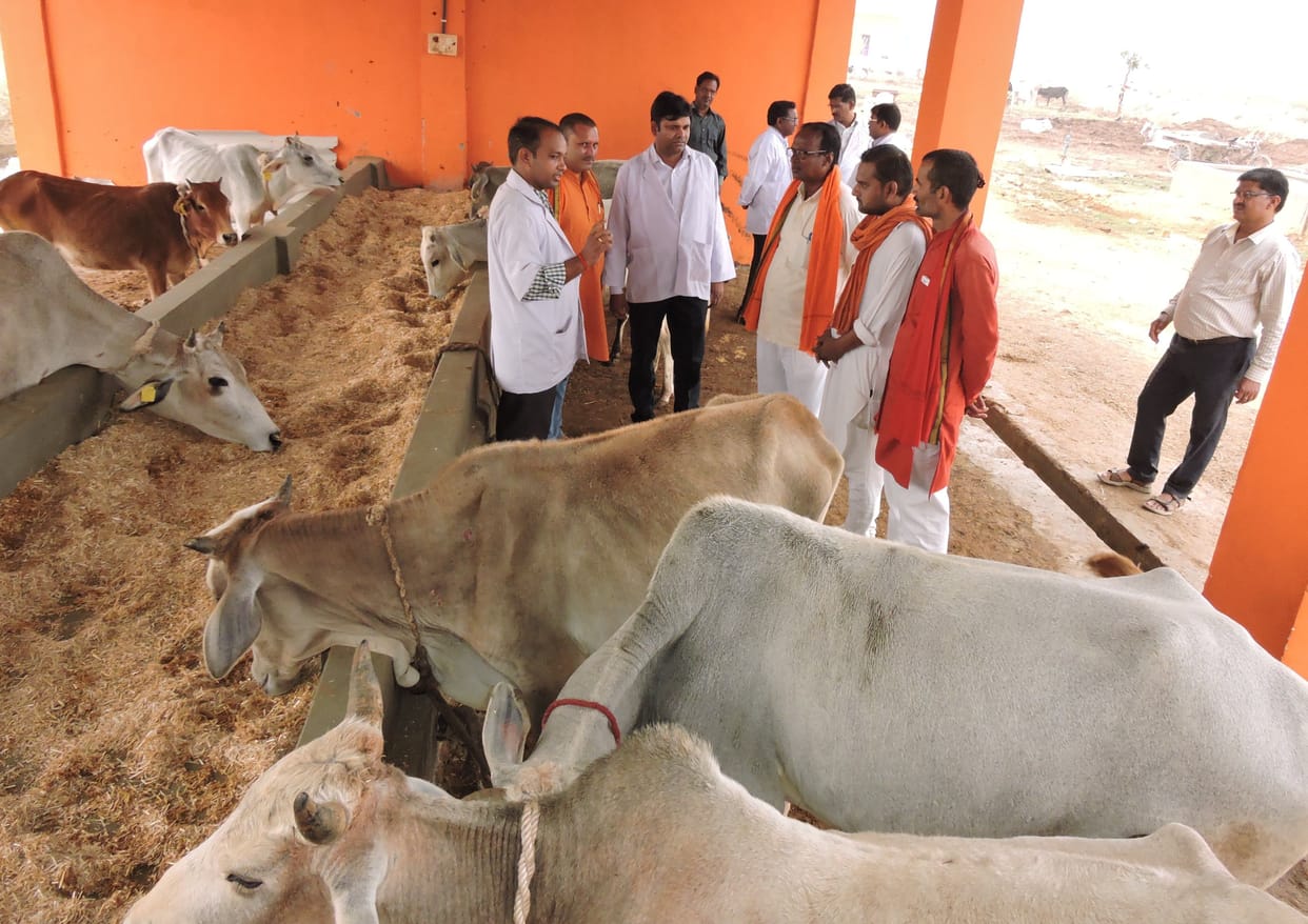 cow shed checked
