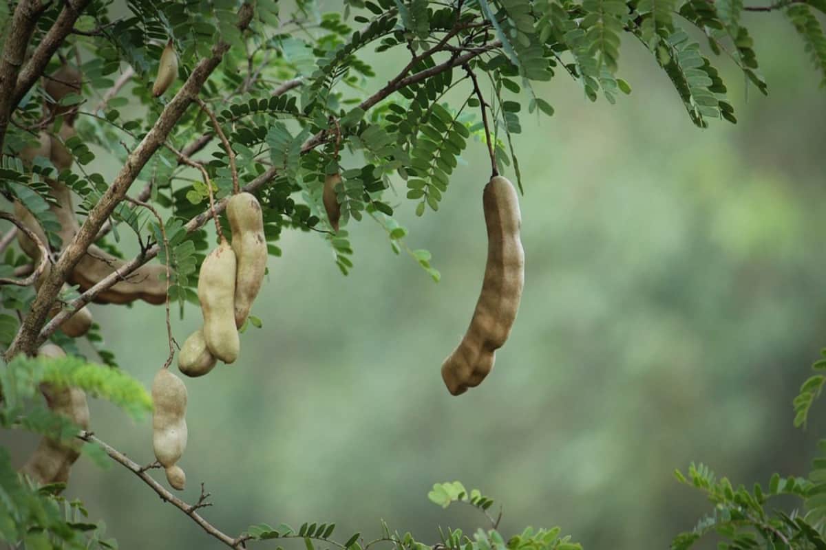 how to use tamarind for face wash