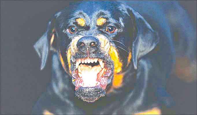 terror of dogs in govindpuri meerut