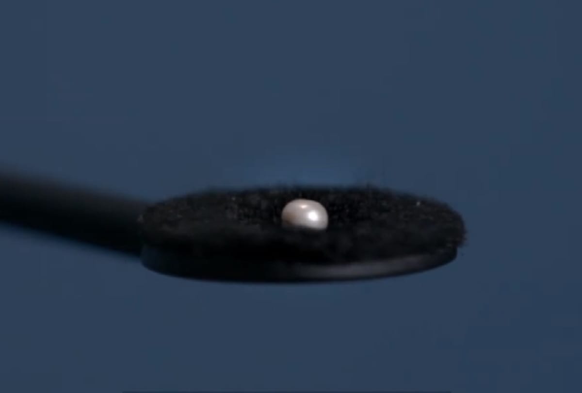 8000 year old pearl found at Marawah Island Abu Dhabi this is worlds oldest Pearl