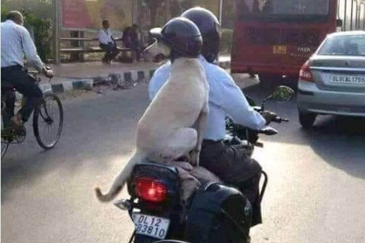 Dog wearing helmet on bike ride photo viral delhi traffic police
