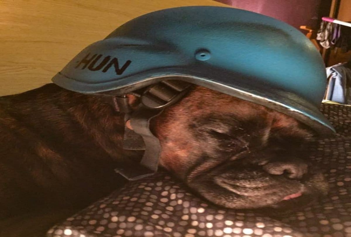 Photos of pet dogs wearing helmets goes viral on Social media