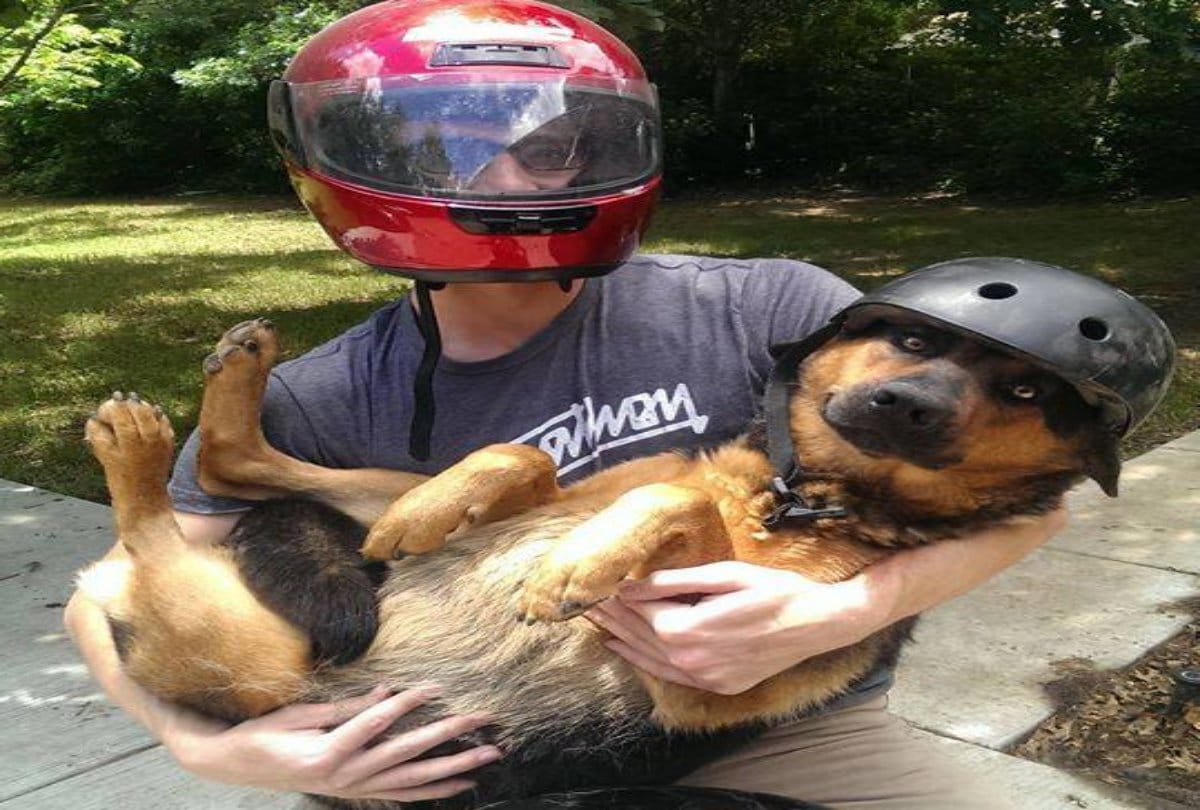 Photos of pet dogs wearing helmets goes viral on Social media