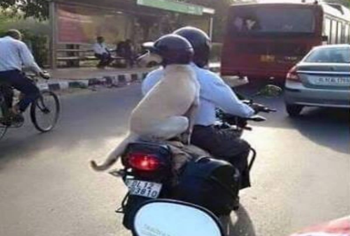 Photos of pet dogs wearing helmets goes viral on Social media