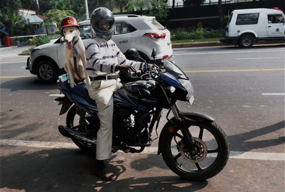Photos of pet dogs wearing helmets goes viral on Social media