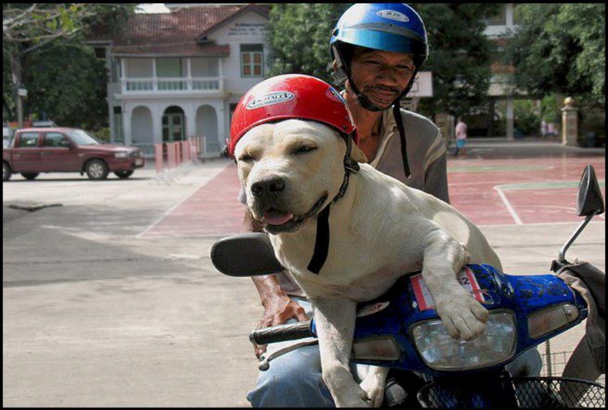 Photos of pet dogs wearing helmets goes viral on Social media