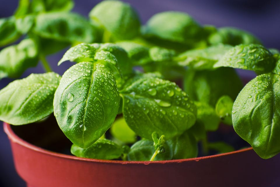 Rules for breaking basil leaves and worshiping