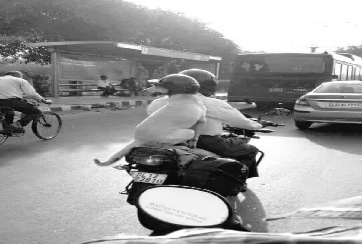 dog wearing helmet on bike wins people heart