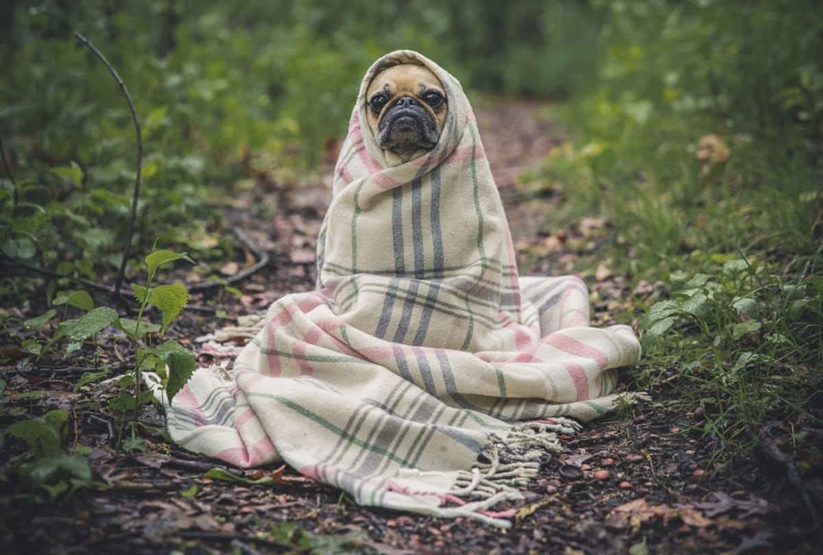 coronavirus effect on dog dies after quarantine
