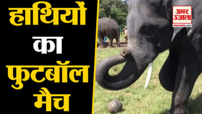 Watch: Elephants playing football at Dubare Elephant Camp