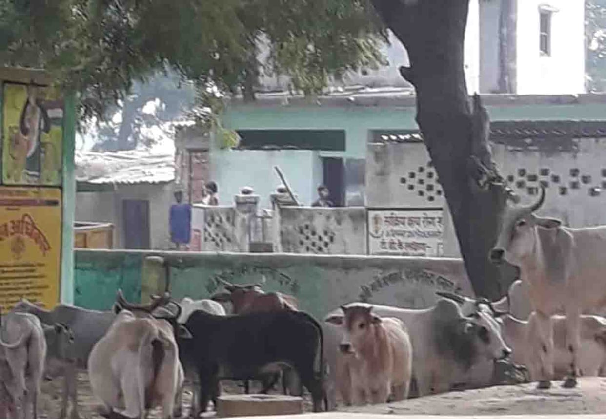 farmers closed cattle at school in unnao up