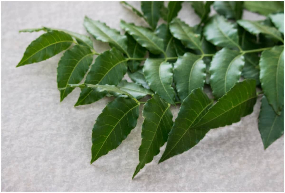 neem benefits for many diseases