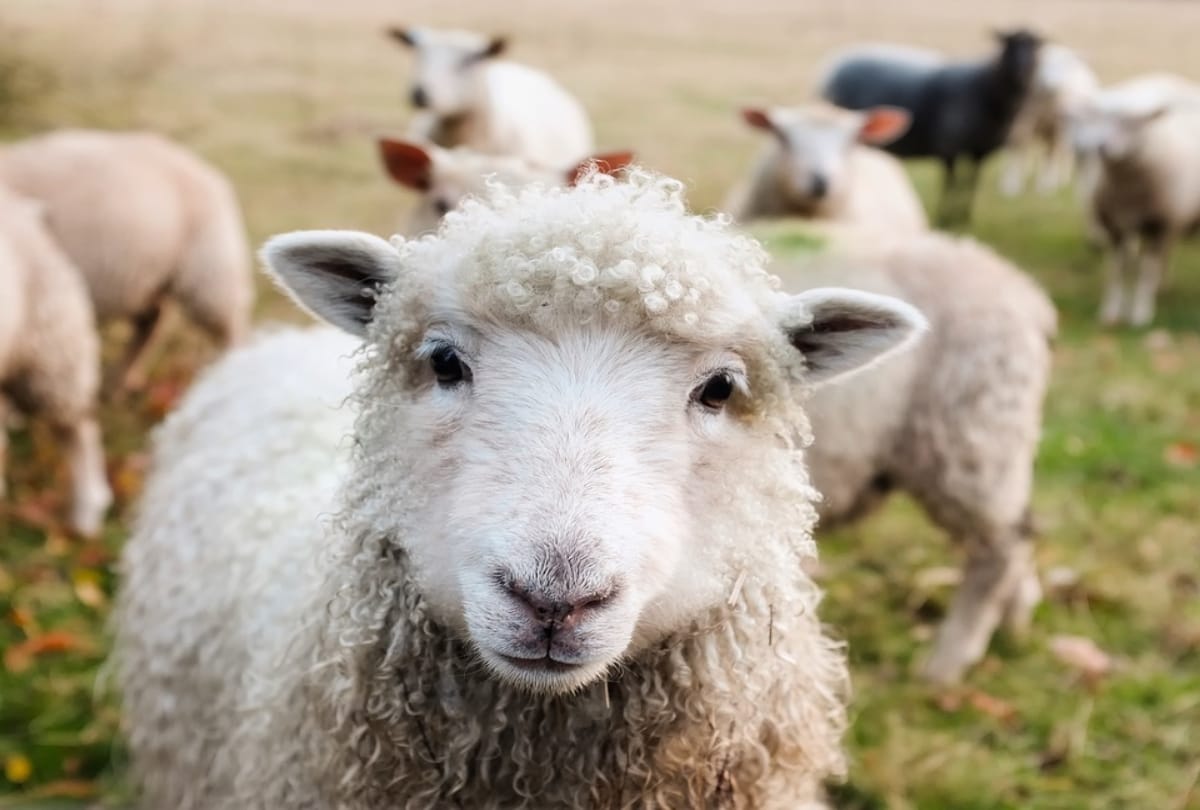 world record amount of wool dies in australia