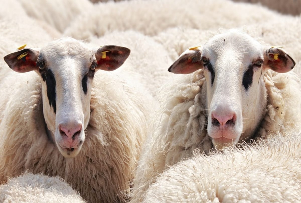 world record amount of wool dies in australia