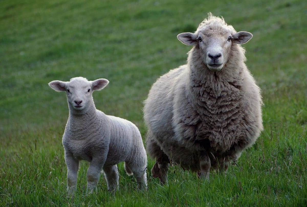 world record amount of wool dies in australia