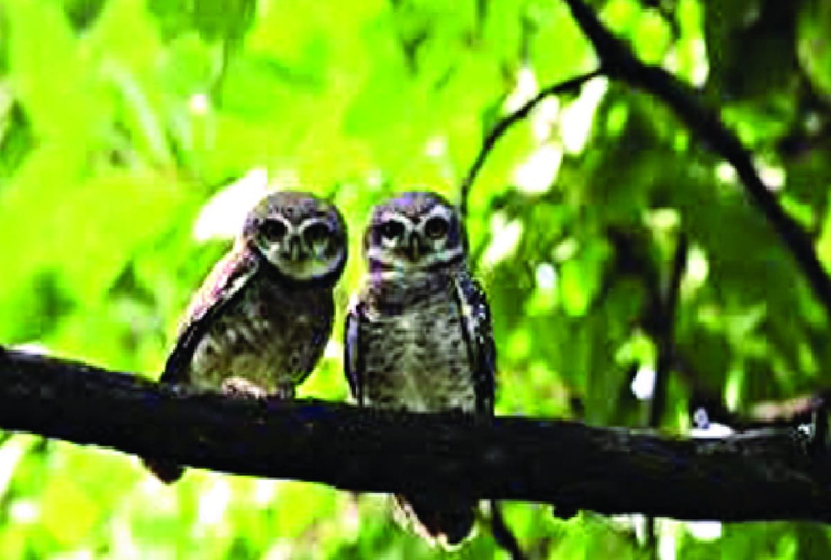 If you are in affais of owls will go to jail