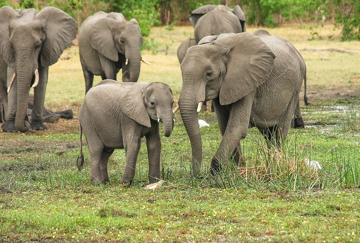 Elephant herd return back to century area after terror in villages in sonbhadra