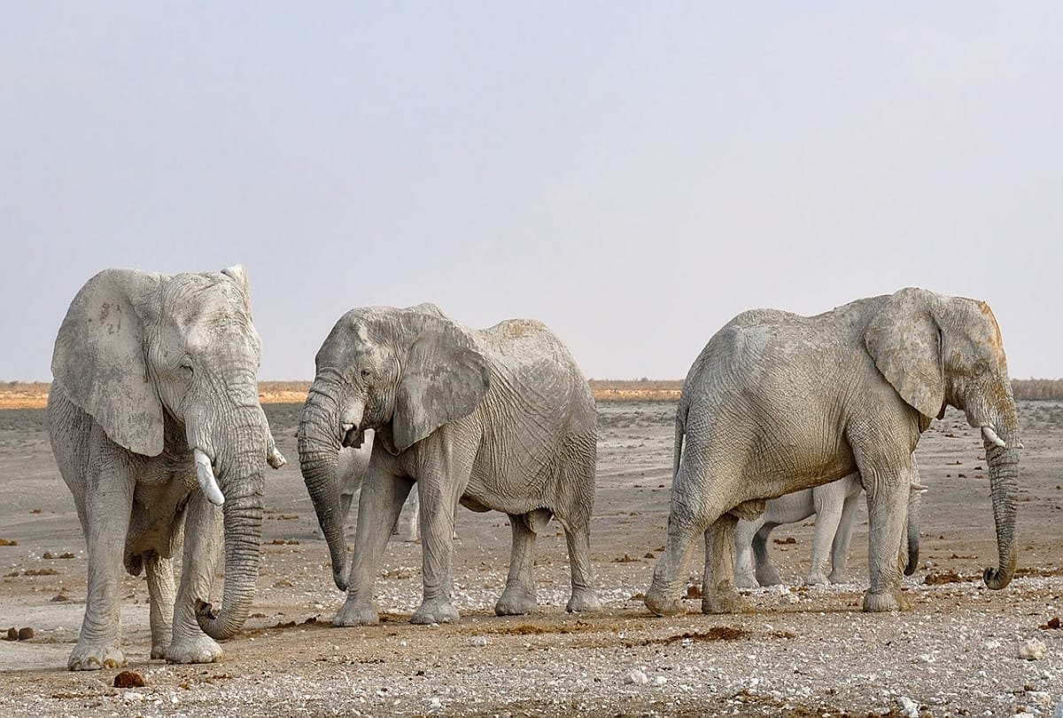 100 elephants die in Botswana in the past two months in suspected anthrax outbreak