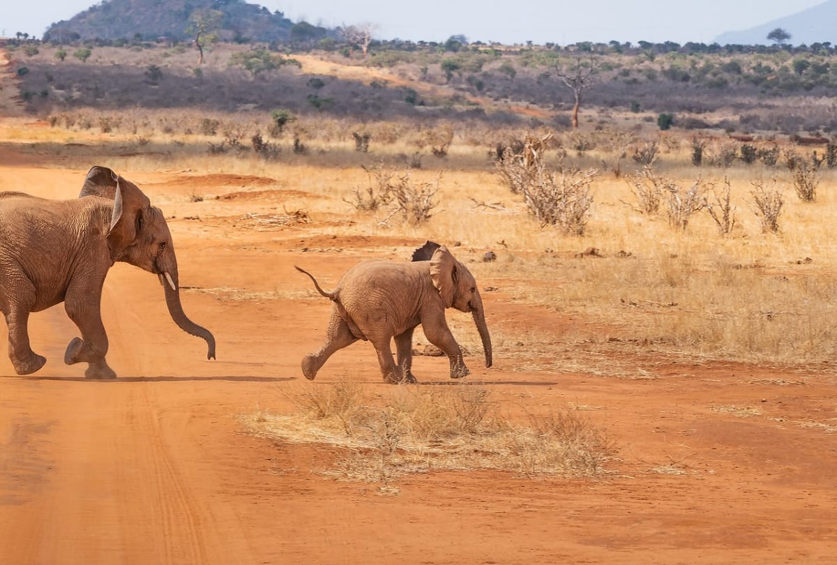 100 elephants die in Botswana in the past two months in suspected anthrax outbreak