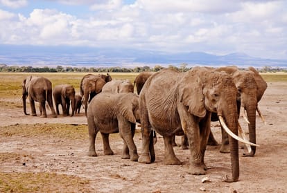 Decreasing number of elephants in india year by year, important matter to discuss
