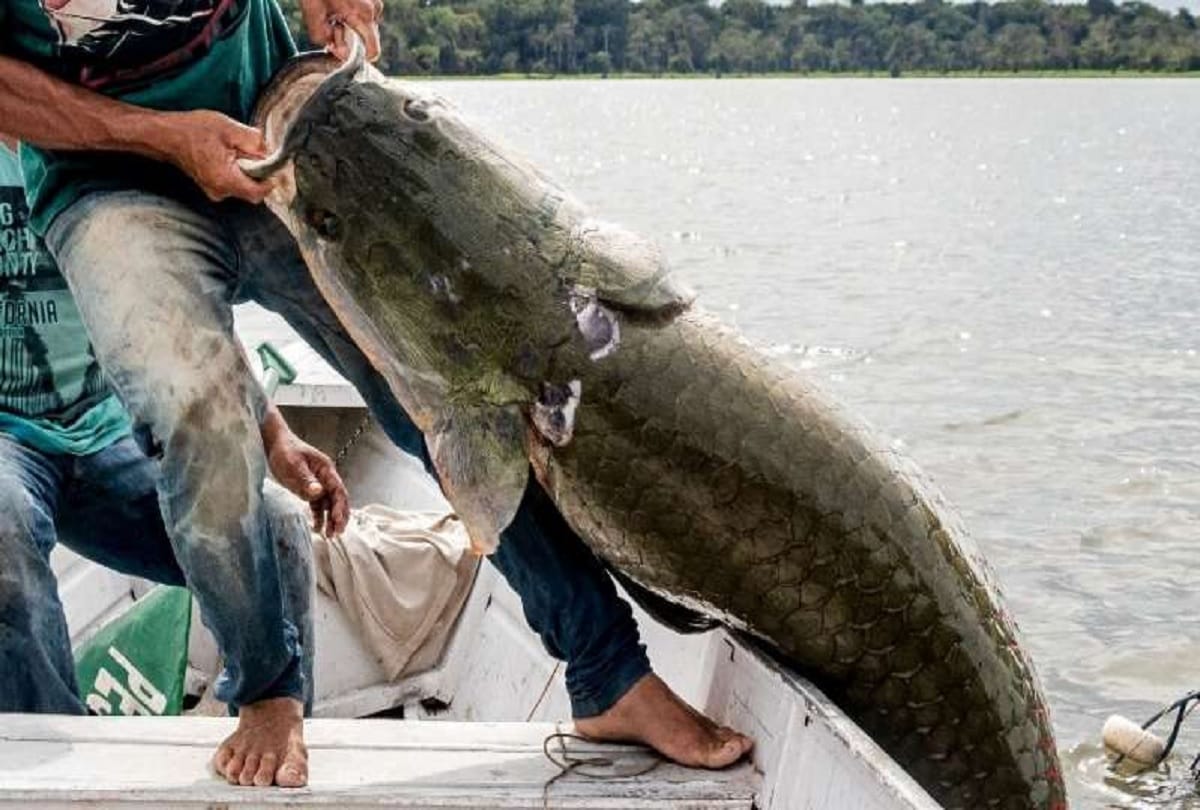 Fisherman caught worlds largest freshwater fish pirarucu from Amazon river Brazil