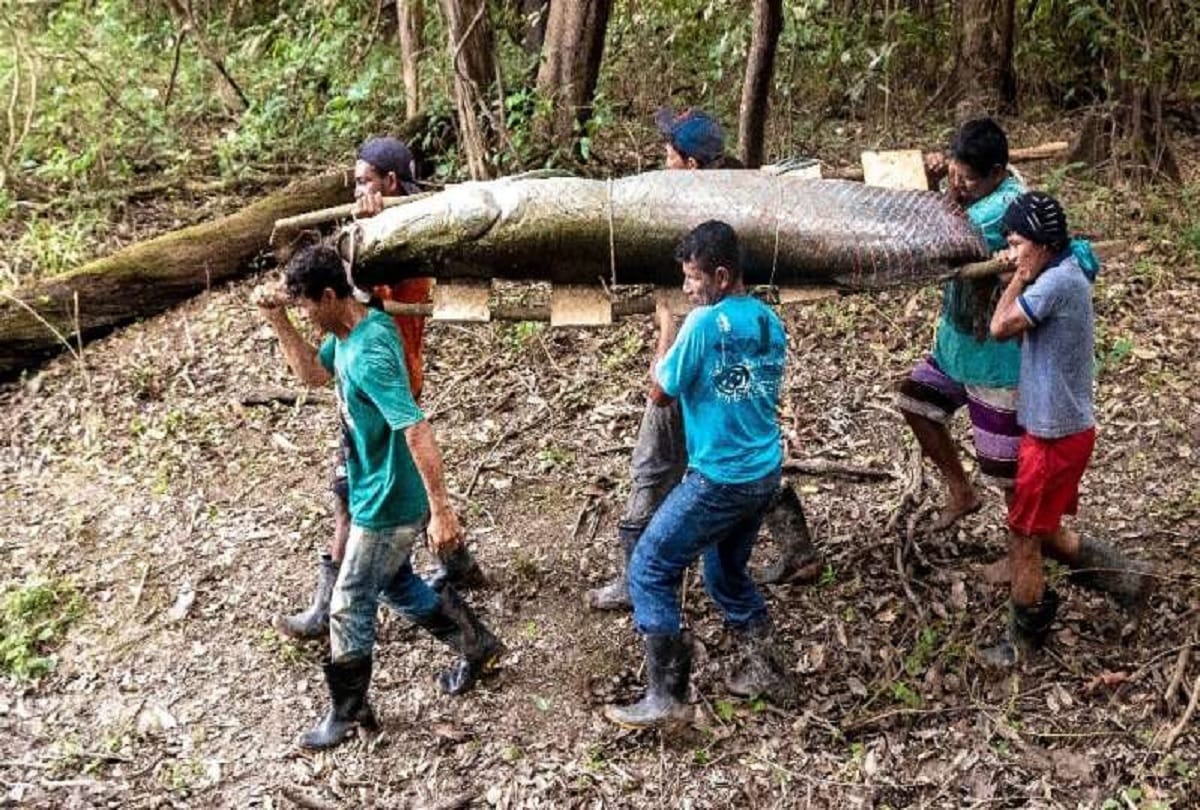 Fisherman caught worlds largest freshwater fish pirarucu from Amazon river Brazil