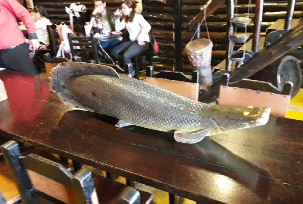 Fisherman caught worlds largest freshwater fish pirarucu from Amazon river Brazil