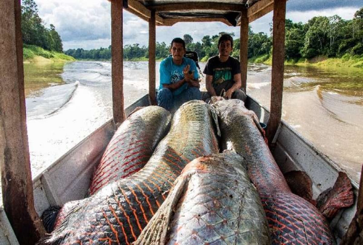 Fisherman caught worlds largest freshwater fish pirarucu from Amazon river Brazil