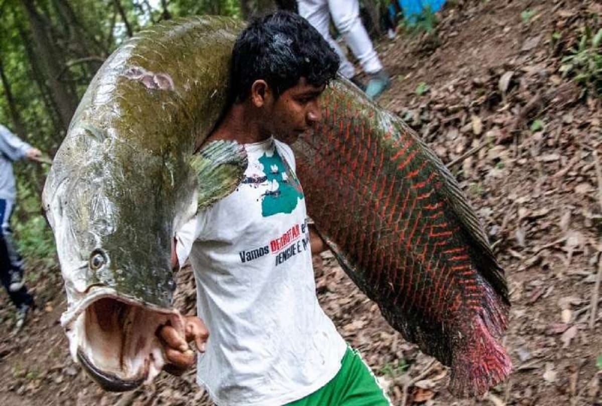 Fisherman caught worlds largest freshwater fish pirarucu from Amazon river Brazil