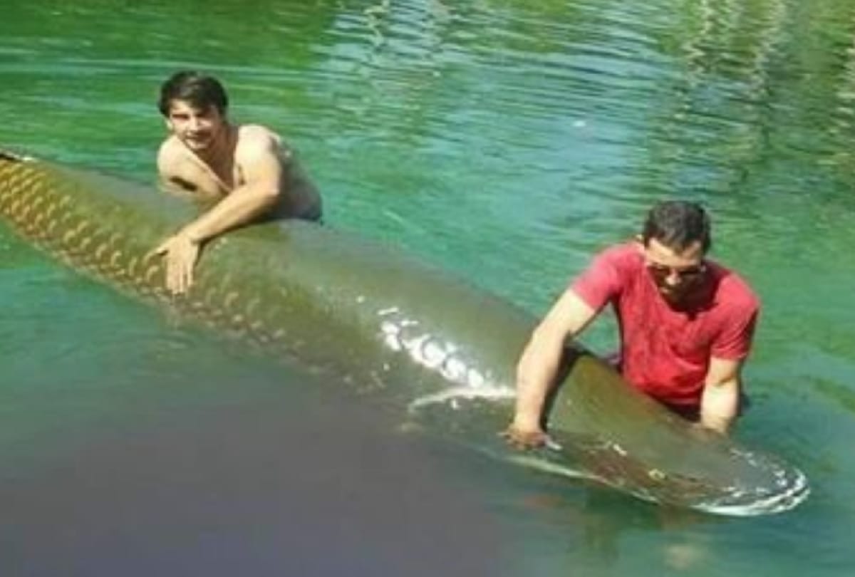 fisherman caught 18 kg jumbo bhetki fish from the ganges