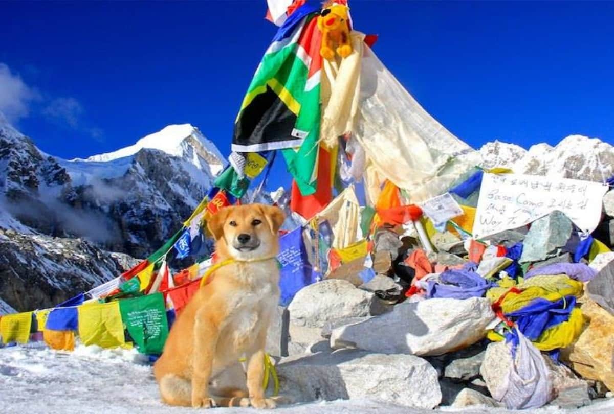 nepal celebrate dog worship festival during diwali