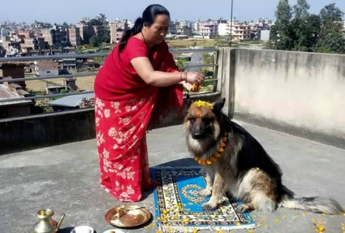 nepal celebrate dog worship festival during diwali