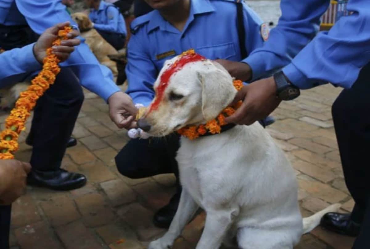 nepal celebrate dog worship festival during diwali